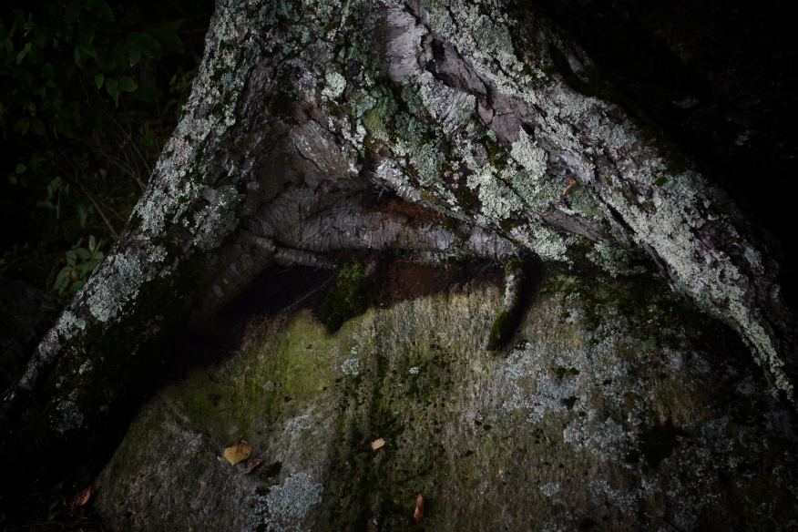 lichenified-tree-on-rock-better-6831