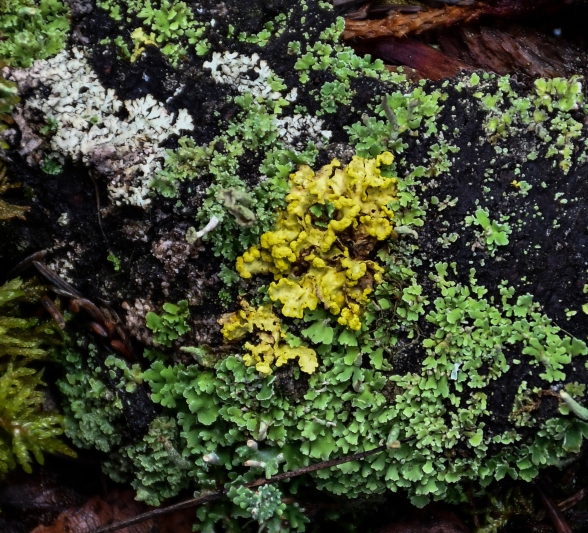 Lichens of Many colours